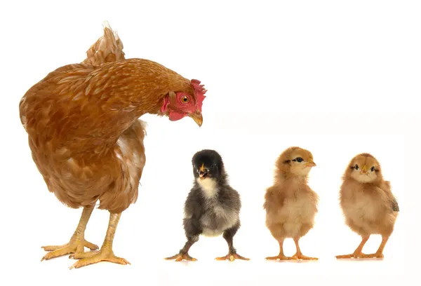 Tavuk ve civcivler — Stok fotoğraf
