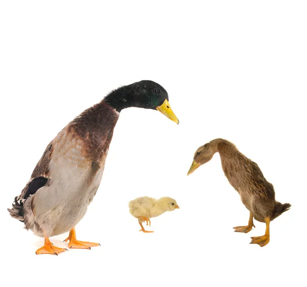 Two duck — Stock Photo, Image