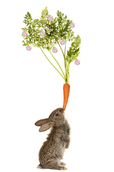 Year of a hare — Stock Photo, Image