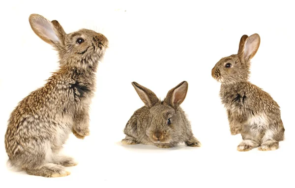 Conejo gris —  Fotos de Stock