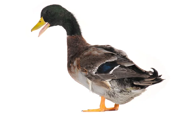 Canard — Photo