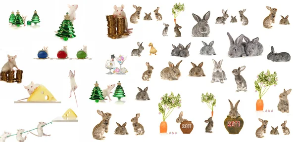 Rat and grey rabbit — Stock Photo, Image