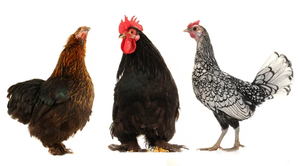 Horoz ve siyah tavuk — Stok fotoğraf