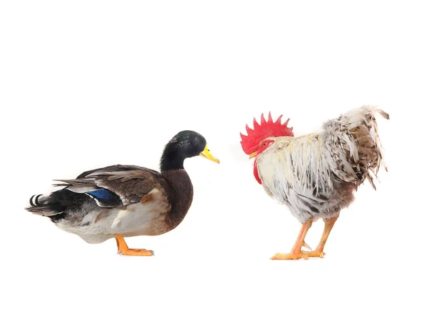 Pato y polla —  Fotos de Stock