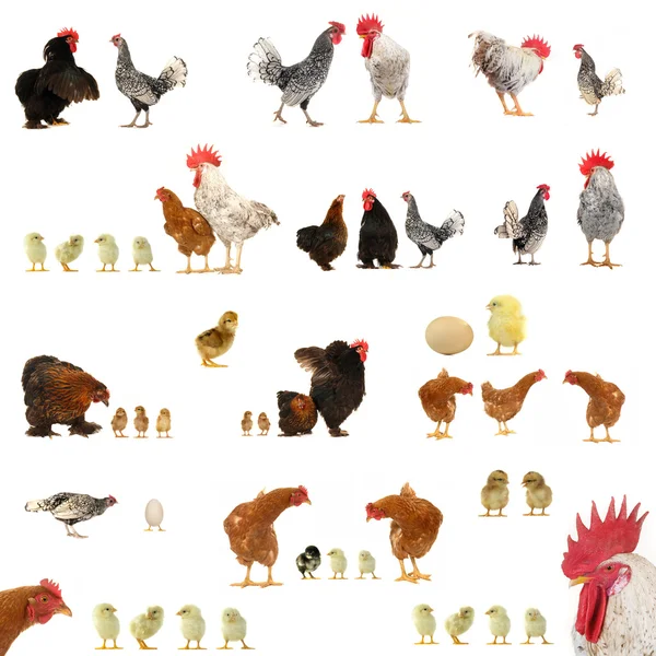 Historias de pollo —  Fotos de Stock