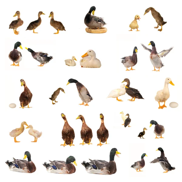 Historias de patos — Foto de Stock