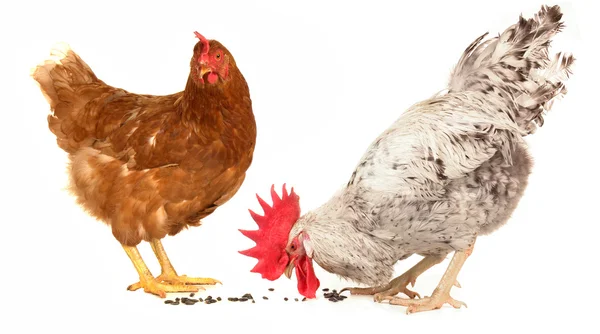 Polla blanca y gallina marrón — Foto de Stock