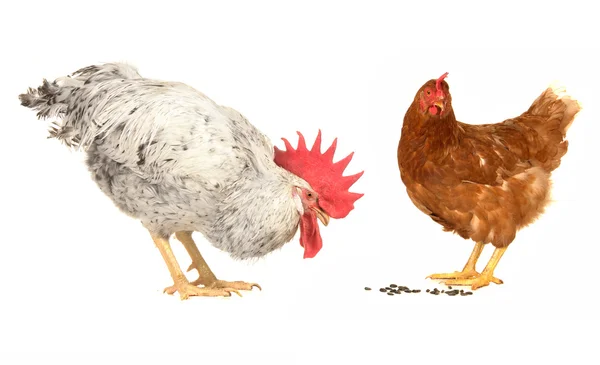 Белый петух и коричневая курица — стоковое фото