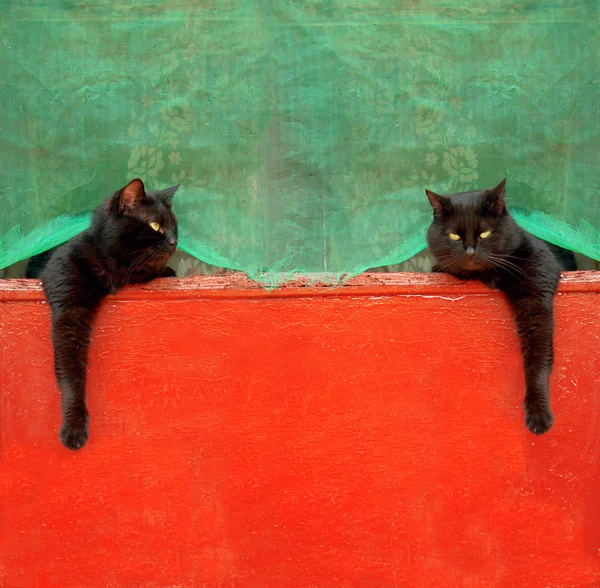 stock image Two black cat on a red background