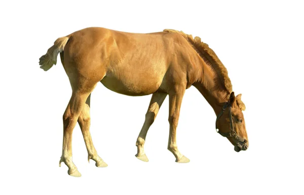 Paard bruin — Stockfoto