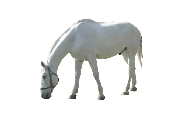 Häst vit — Stockfoto