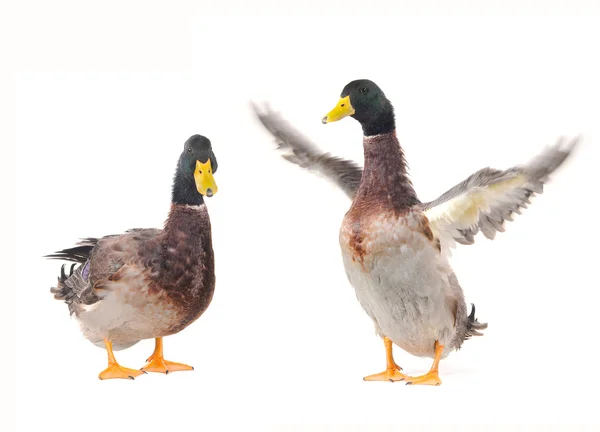 Ente — Stockfoto