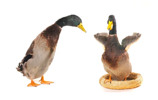 Ente — Stockfoto