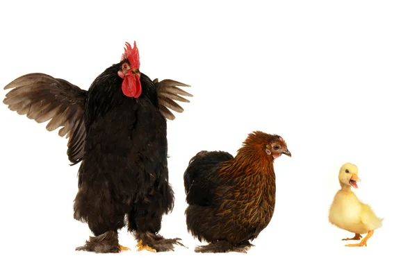 Pato y gallinas —  Fotos de Stock