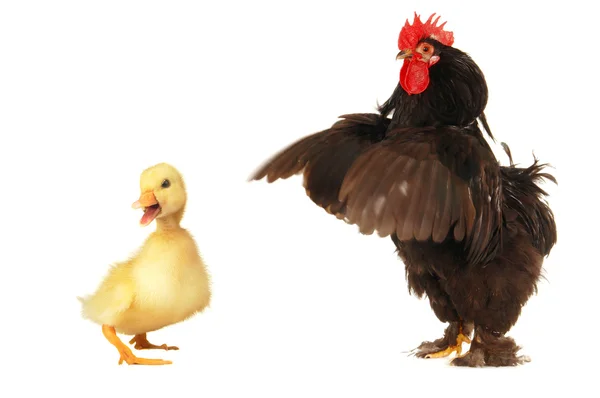 Polla y pato —  Fotos de Stock