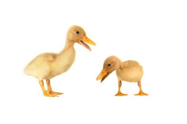 Ducks — Stock Photo, Image