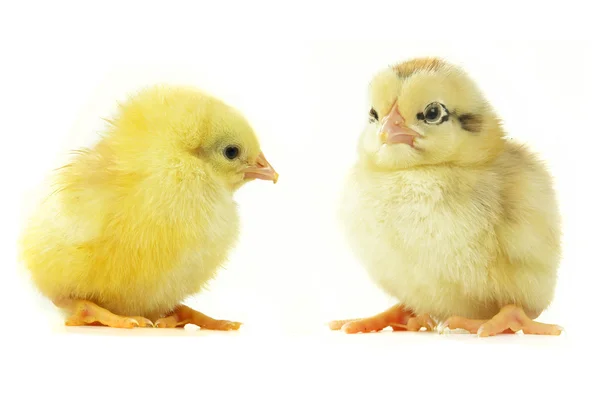 Цыплята — стоковое фото