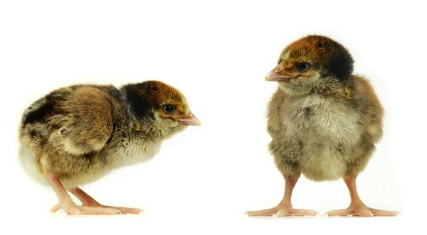 Anak ayam — Stok Foto