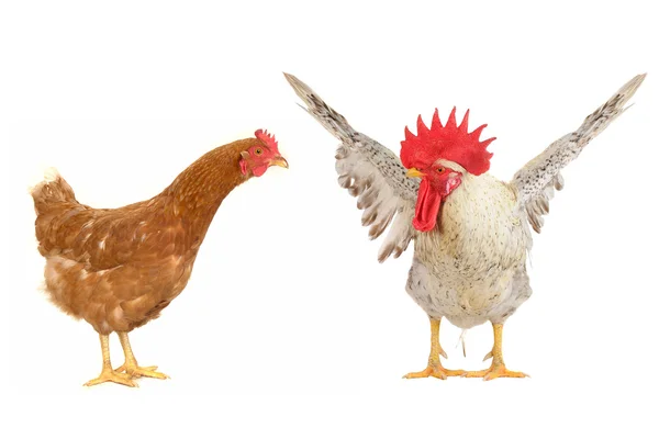 Бурая курица — стоковое фото