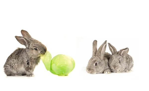Graue Kaninchen — Stockfoto