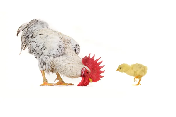 Pollito y polla blanca — Foto de Stock