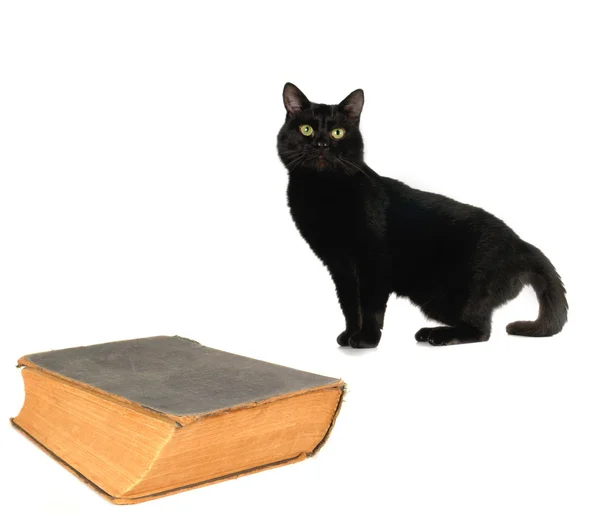 Kat en oud boek — Stockfoto