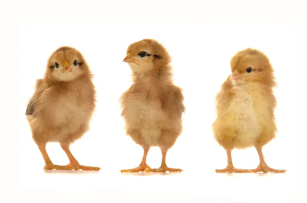 Chicks — Stock Photo, Image