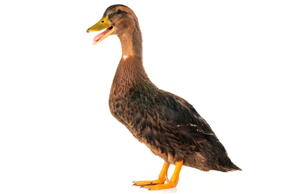 Stock image Duck