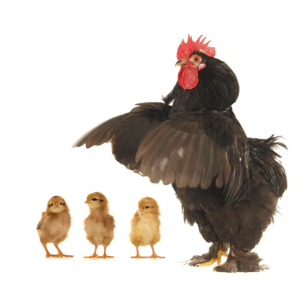 Цыпленок и петух — стоковое фото