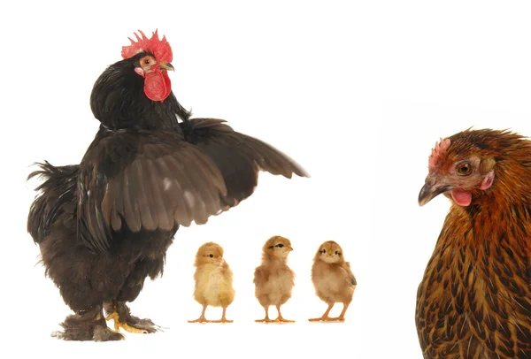 Chick and cock — Stock Photo, Image