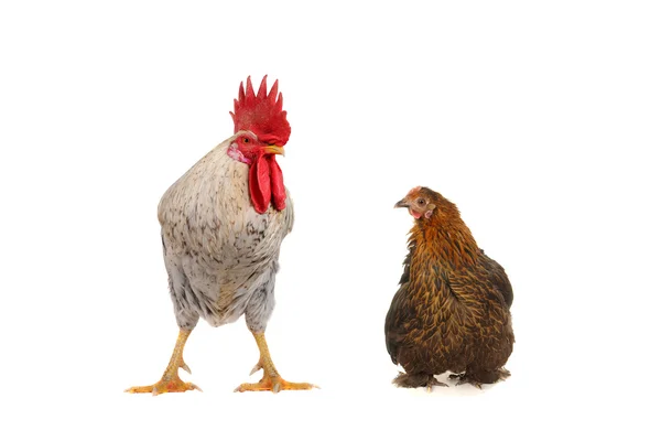 White cock and brown hen — Stock Photo, Image