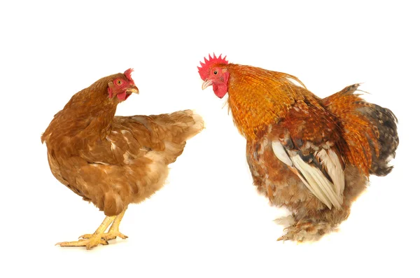 Kahverengi tavuk — Stok fotoğraf