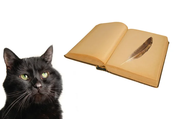 Gatto e vecchio libro — Foto Stock