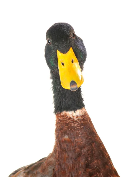 Portré kacsa — Stock Fotó