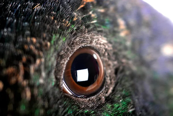Oko kachna — Stock fotografie