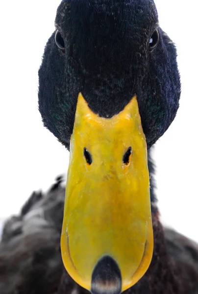 Портретная утка — стоковое фото