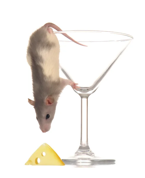 Rat on a white background Royalty Free Stock Images