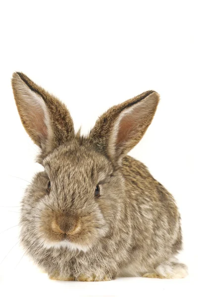 Brown rabbit Royalty Free Stock Images