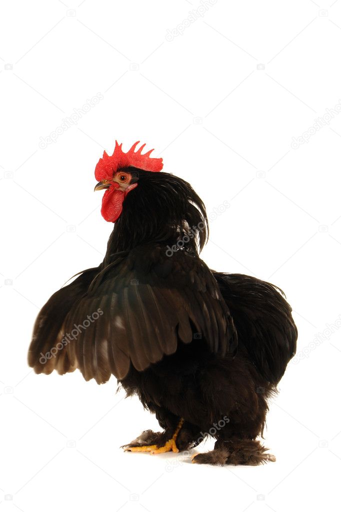 zwarte pik op wit