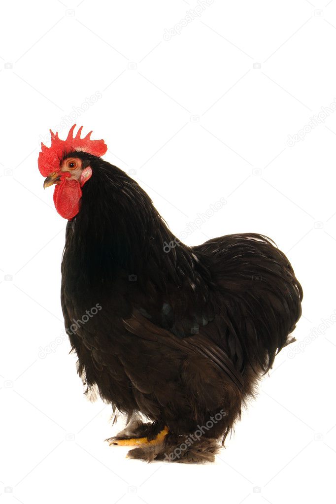 Grote zwarte pik Fotos