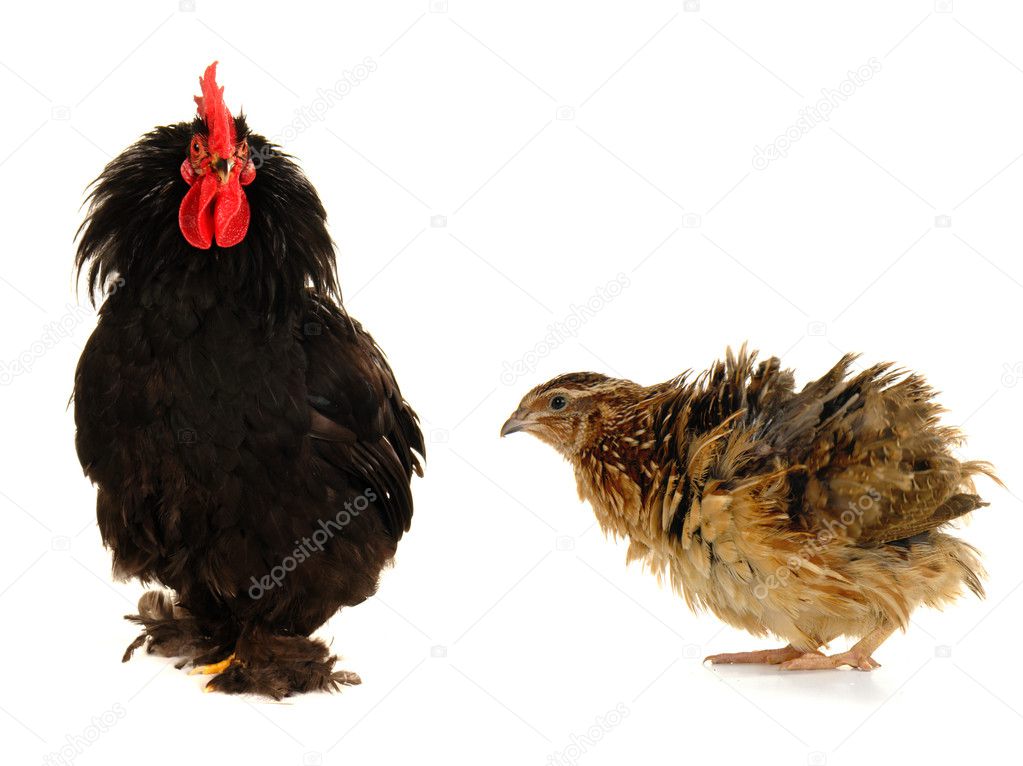 Black cock and partridge