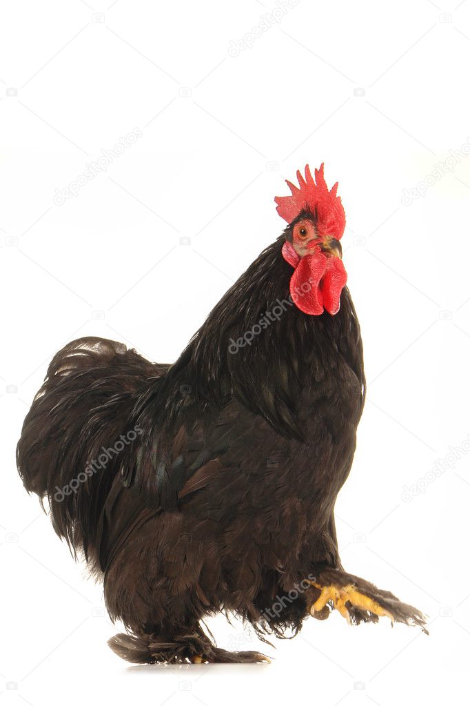 zwarte pik zwarte pik in Black pussy pics