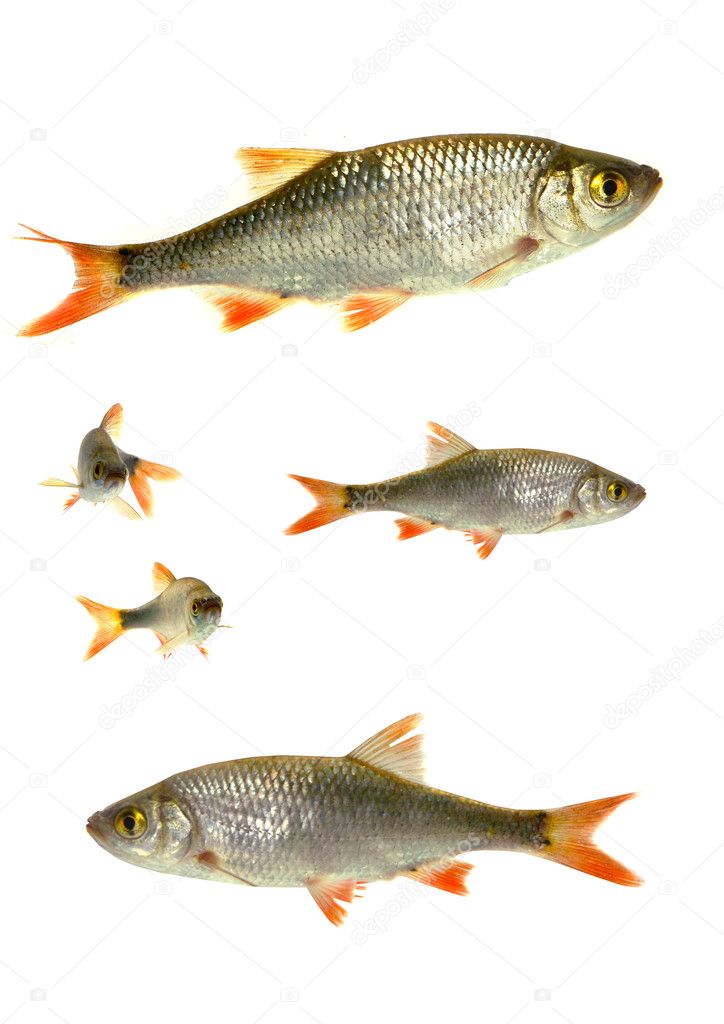 Two fish roach,