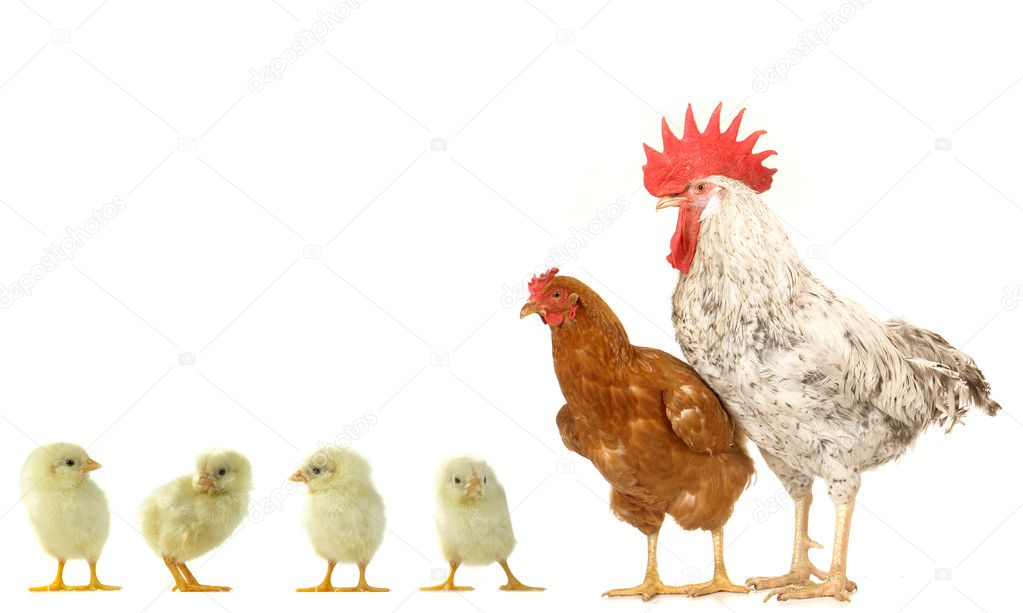 Hen and cock