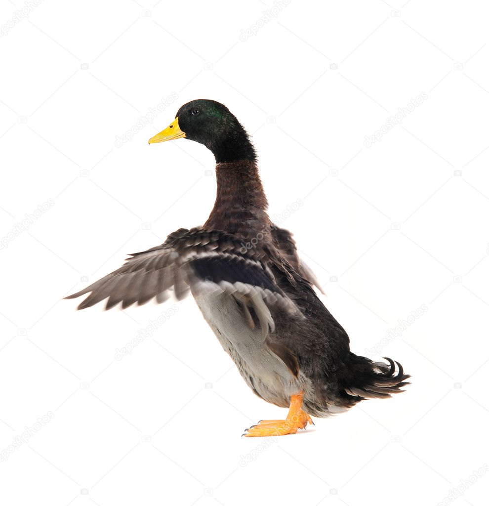 Duck Stock Photo By Bazil