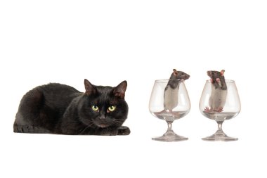 kedi ve fare