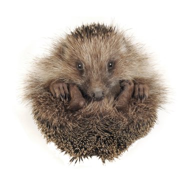 Hedgehog clipart