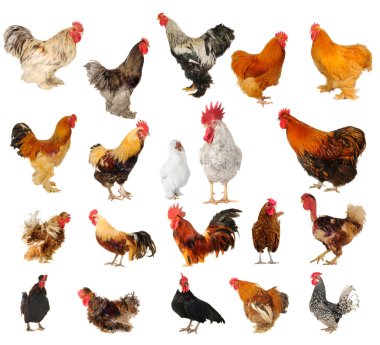 Twenty breeds of cocks on a white background clipart