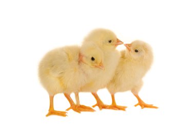 Chicks clipart