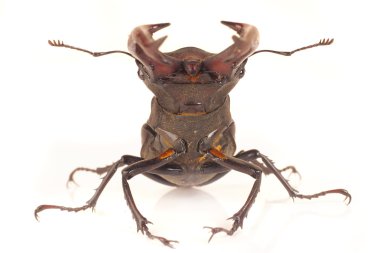 Stag beetle üzerinde beyaz izole